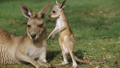 Photo of Familia Grădinii Zoologice se mărește. În această primăvară s-au născut aproape 50 de pui din specii diferite de animale