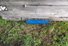 Photo of foto, video | Sute de albine mor în raionul Ceadâr-Lunga. Care ar fi cauza pe care o bănuiesc apicultorii?