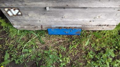 Photo of foto, video | Sute de albine mor în raionul Ceadâr-Lunga. Care ar fi cauza pe care o bănuiesc apicultorii?
