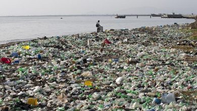 Photo of Consiliul UE a votat pentru o Europă verde și sănătoasă. Articolele de unică folosință din plastic vor fi interzise 