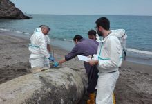 Photo of foto, video | Încă patru balene moarte, cu stomacul plin de plastic, găsite pe o plajă din Italia. Este al șaselea caz în acest an
