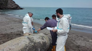 Photo of foto, video | Încă patru balene moarte, cu stomacul plin de plastic, găsite pe o plajă din Italia. Este al șaselea caz în acest an