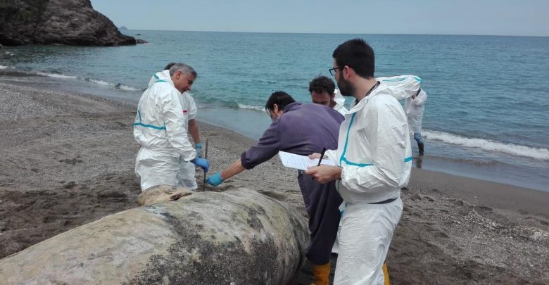 Photo of foto, video | Încă patru balene moarte, cu stomacul plin de plastic, găsite pe o plajă din Italia. Este al șaselea caz în acest an