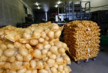 Photo of Zeci de tone de cartofi din Belarus, infectați cu bacteria „putregaiul inelar”, urmau să ajungă în piețele din Moldova