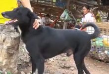 Photo of video | A devenit erou în satul lui: Un câine cu dizabilități a salvat un bebeluș care a fost îngropat de viu