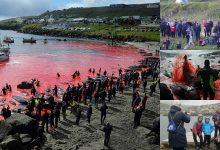 Photo of foto | Deși sunt pe cale de dispariție, sute de balene au fost măcelărite la un festival anual din mijlocul Atlanticului