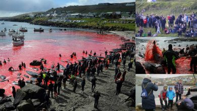 Photo of foto | Deși sunt pe cale de dispariție, sute de balene au fost măcelărite la un festival anual din mijlocul Atlanticului