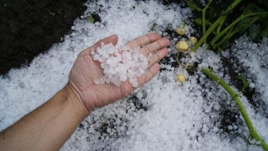 Photo of foto, video | Grindină la nordul țării. În câteva minute pământul s-a făcut alb