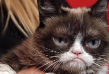 Photo of foto | Grumpy cat, pisica veșnic nemulțumită din meme-urile devenite virale pe internet, a decedat