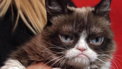 Photo of foto | Grumpy cat, pisica veșnic nemulțumită din meme-urile devenite virale pe internet, a decedat