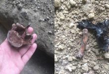 Photo of foto | Cei vii se plimbă printre cei morți: Deși autoritățile afirmă că au evacuat osemintele din parcul Valea Morilor, oamenii ar mai fi găsit rămășițe