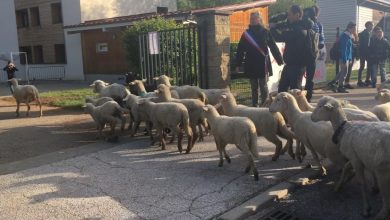 Photo of Niște oi din Franța, eleve la școală. Din ce motiv animalele au fost înscrise în clasele primare?