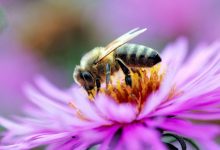 Photo of La mulți ani tuturor albinuțelor lumii de World Bee Day. Știați că cea mai „bătrână” insectă are 100 de milioane de ani?
