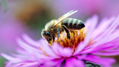 Photo of La mulți ani tuturor albinuțelor lumii de World Bee Day. Știați că cea mai „bătrână” insectă are 100 de milioane de ani?