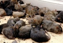 Photo of Fără șobolani și insecte în blocurile și subsolurile din țară. Începe campania de dezinsecție și deratizare a fondului locativ