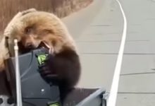 Photo of video | În Kamceatka el e șeful: Un urs, surprins în timp ce fură proviziile unor vânători