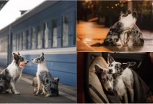 Photo of foto | Doi câini și-au dat întâlnire pe peronul unei gări din Sankt-Petersburg. Dragostea patrupezilor, fotografiată de o tânără