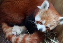 Photo of Va face furori cu blana sa. La o grădină zoologică din estul Germaniei s-a născut un pui de panda roşu