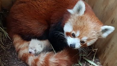 Photo of Va face furori cu blana sa. La o grădină zoologică din estul Germaniei s-a născut un pui de panda roşu