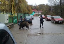 Photo of video | Pe trotuar, ca prin pădure. Mai mulți mistreți, filmați cum se plimbă nestingherit pe o stradă dintr-un oraș românesc