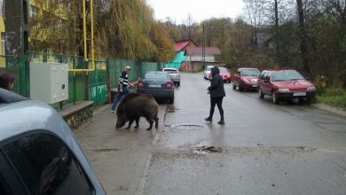 Photo of video | Pe trotuar, ca prin pădure. Mai mulți mistreți, filmați cum se plimbă nestingherit pe o stradă dintr-un oraș românesc