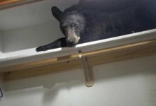 Photo of foto, video | A deschis dulapul și…surpriză. Un american a găsit un pui de urs pe unul din rafturile casei sale