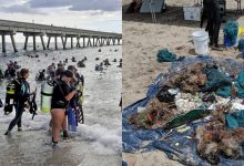 Photo of foto | Mobilizare impresionantă: 633 de scafandri au strâns timp de două ore circa 1500 de kilograme de deșeuri marine