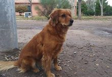 Photo of Istoria lui Hachikō se repetă. Un câine din Argentina își așteaptă de un an stăpânul în fața secției de poliție, unde l-a văzut ultima dată