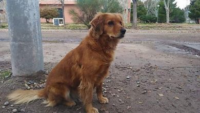 Photo of Istoria lui Hachikō se repetă. Un câine din Argentina își așteaptă de un an stăpânul în fața secției de poliție, unde l-a văzut ultima dată