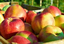 Photo of R. Moldova ar putea exporta mere în India. Un lot de probă urmează să fie expediat