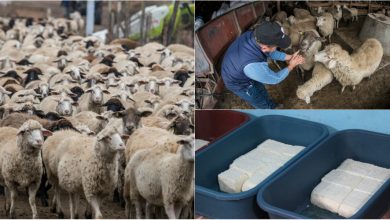 Photo of foto | Istoria de succes a unei familii din Căușeni: Au renunțat la viața de oraș pentru a deschide o fermă modernă de oi