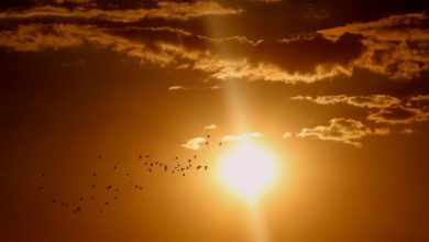 Photo of meteo | Atenție, meteorologii au prelungit Codul galben de caniculă. Când va fi valabilă avertizarea