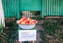 Photo of foto | O familie din Moldova și-a impresionat vecinii, dăruind piersici „pentru copiii cuminți”