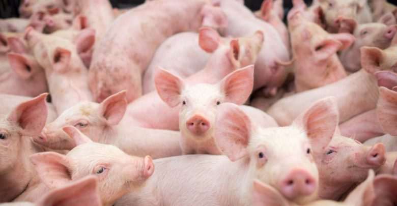 Photo of Focarul de pestă porcină africană din satul Manta, raionul Cahul, confirmat. Care sunt recomandările ANSA?