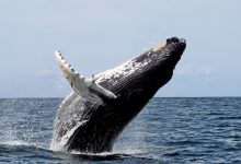 Photo of foto | Un moment unic și extrem de rar, surprins de obiectivul unui fotograf. Ce a nimerit în gura larg deschisă a unei balene?