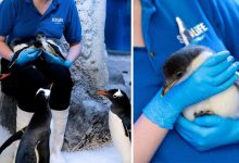 Photo of Și mamă, și tată: Un cuplu de pinguini de același sex din acvariul Sea Life London au devenit părinți