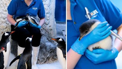 Photo of Și mamă, și tată: Un cuplu de pinguini de același sex din acvariul Sea Life London au devenit părinți