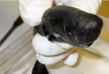 Photo of Pare inofensiv, dar este destul de „șmecher”. Cercetătorii au descoperit un rechin care își atrage prada, luminând ca un licurici