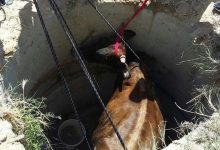 Photo of Misiune „cu greutate” la Căuşeni. Salvatorii IGSU au fost alertaţi pentru a scoate o vacă din fântână