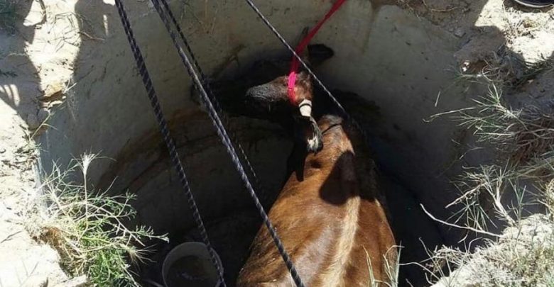 Photo of Misiune „cu greutate” la Căuşeni. Salvatorii IGSU au fost alertaţi pentru a scoate o vacă din fântână