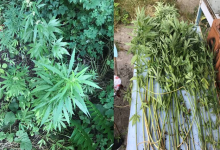 Photo of video | În loc de roșii, castraveți sau cartofi, fire de cannabis. Un chișinăuian creștea în gospodăria sa 50 de plante