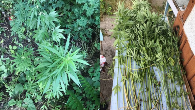 Photo of video | În loc de roșii, castraveți sau cartofi, fire de cannabis. Un chișinăuian creștea în gospodăria sa 50 de plante