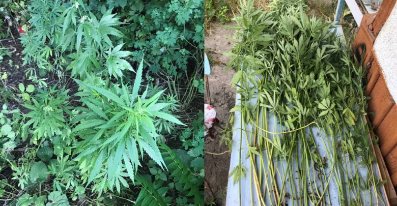 Photo of video | În loc de roșii, castraveți sau cartofi, fire de cannabis. Un chișinăuian creștea în gospodăria sa 50 de plante