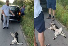 Photo of A fost lansată o petiție pentru tragerea la răspundere a preotului care ar fi târât un câine legat de mașină. Peste 4500 de oameni și-au pus semnătura