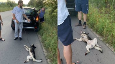 Photo of A fost lansată o petiție pentru tragerea la răspundere a preotului care ar fi târât un câine legat de mașină. Peste 4500 de oameni și-au pus semnătura