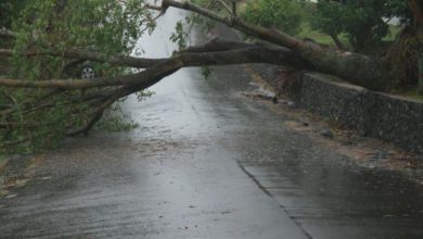 Photo of video | Vremea și-a arătat din nou colții. La nordul țării, vântul și ploaia au rupt crengile copacilor, dându-le bătăi de cap șoferilor