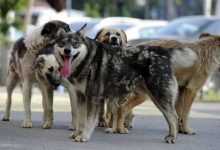 Photo of foto | De-o frică să mergi singur pe străzile din Bălți. Un băiat de 12 ani a fost atacat de o haită de câini vagabonzi