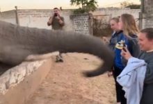 Photo of video | Elefant pretențios la fotografii. Animalul a refuzat nepoliticos să fie pozat de o turistă