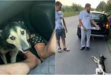 Photo of foto, video | Câinele care ar fi fost tratat cu cruzime de un preot din Anenii Noi are acum o nouă casă: Care este starea lui?