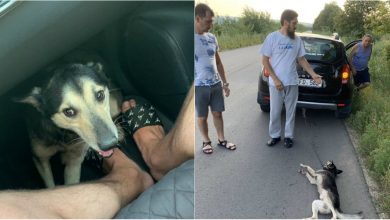 Photo of foto, video | Câinele care ar fi fost tratat cu cruzime de un preot din Anenii Noi are acum o nouă casă: Care este starea lui?